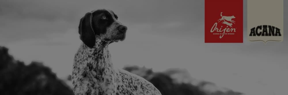 AniPort kennel dyreopplevelse hundelufting dagpass hund valp valpetrening hundetrening